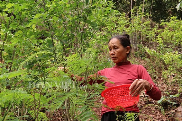 khong the chiu noi mui thum thum tu loai rau nay nhung an la nghien hinh anh 1