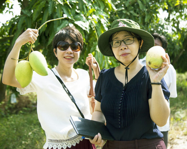 kien giang: chi cho nhau cach trong xoai chuan vietgap ma giau hinh anh 2