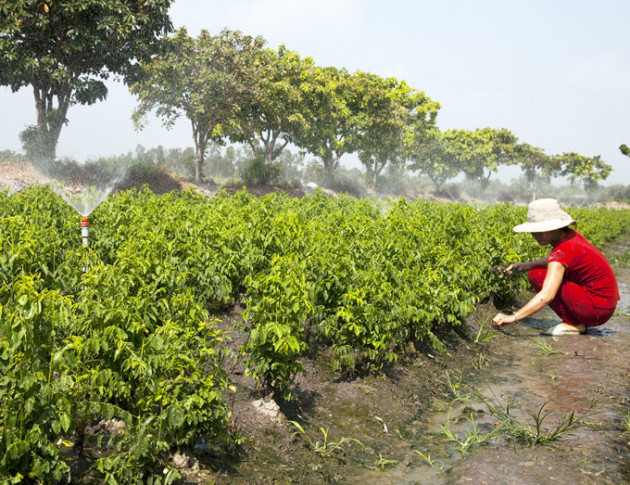 kien giang: nang han trong rau bo ngot, rau cai, lai den tan vuon mua hinh anh 5