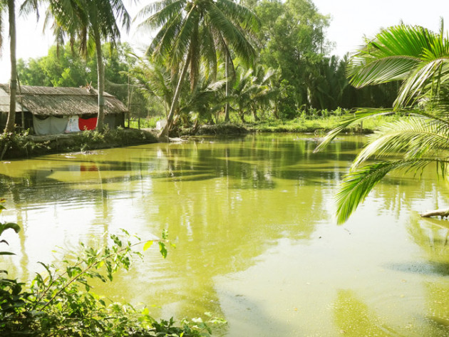 kien giang: nong trang dep nhu tranh thuy mac giua thoi han man hinh anh 2