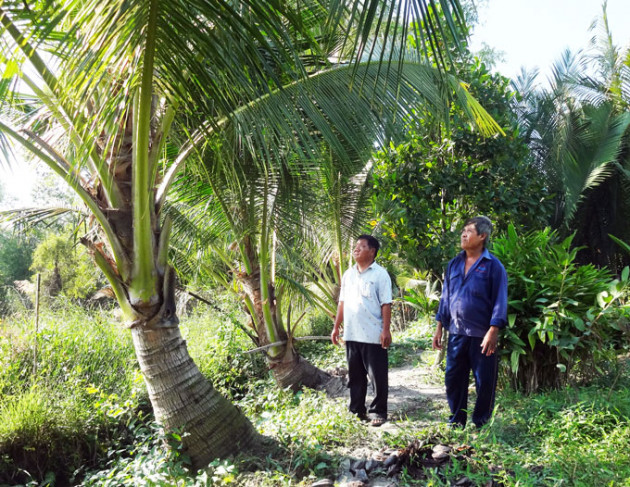 kien giang: nong trang dep nhu tranh thuy mac giua thoi han man hinh anh 4