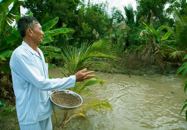 kien giang: trong "lung tung" rau ro, nuoi du thu con, kiem bon tien hinh anh 2