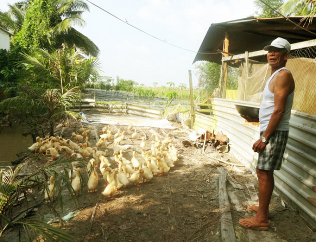 kien giang: trong "lung tung" rau ro, nuoi du thu con, kiem bon tien hinh anh 3