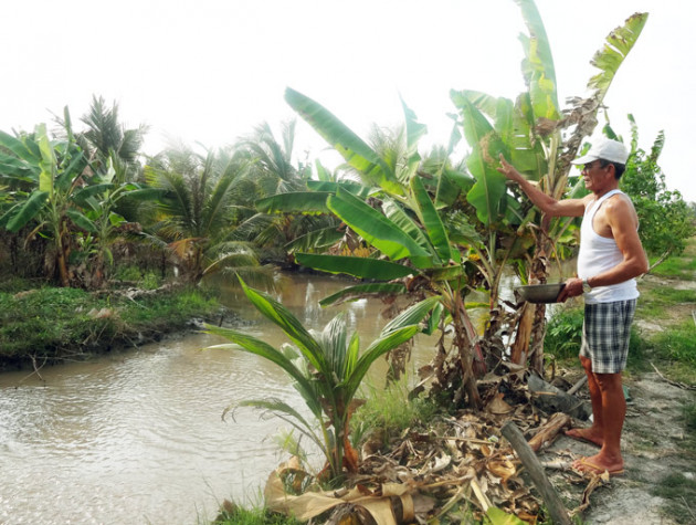 kien giang: trong "lung tung" rau ro, nuoi du thu con, kiem bon tien hinh anh 4