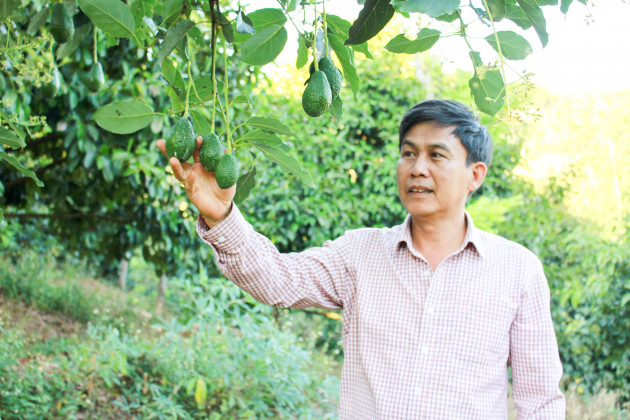 ky la, trong "lung tung" ma thu tien ty tu cay 200 tuoi van "chua de" hinh anh 2