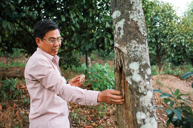 ky la, trong "lung tung" ma thu tien ty tu cay 200 tuoi van "chua de" hinh anh 3