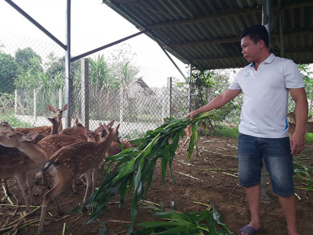 ky su bo luong cao ve nuoi con dac san cua sung lam thuoc bo hinh anh 1