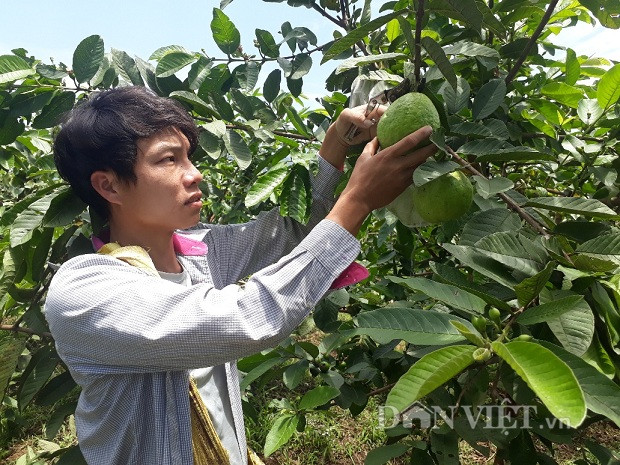 Lai Châu: Cất bằng kỹ sư ở nhà trồng ổi lê, 9X lãi 200 triệu/năm