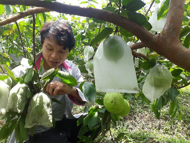 lai chau: cát bàng ky su ỏ nhà tròng ỏi le, 9x lãi 200 triẹu/nam hinh anh 2