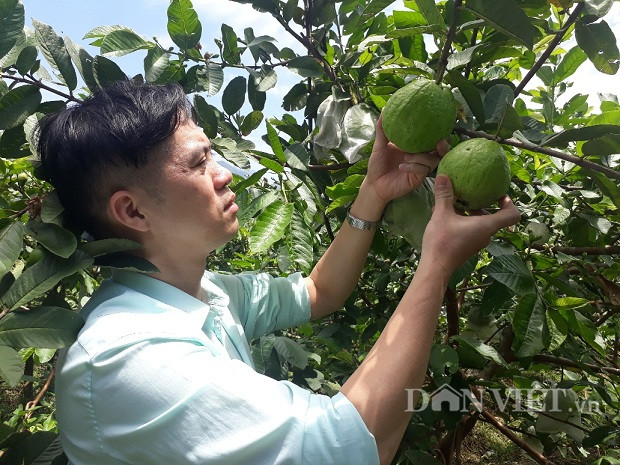 lai chau: cát bàng ky su ỏ nhà tròng ỏi le, 9x lãi 200 triẹu/nam hinh anh 3