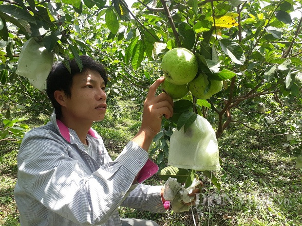 lai chau: cát bàng ky su ỏ nhà tròng ỏi le, 9x lãi 200 triẹu/nam hinh anh 4