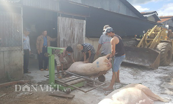 Lâm Đồng: Giá thịt heo tăng, tỉnh "sạch bóng" dịch tả lợn châu Phi1