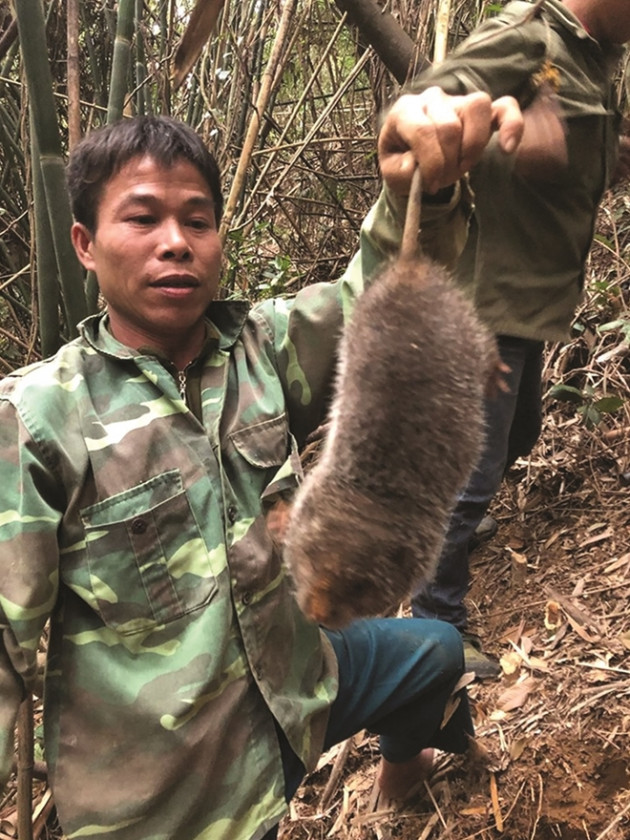 lam giau bang cach nuoi loai chuot...khong lo hinh anh 1