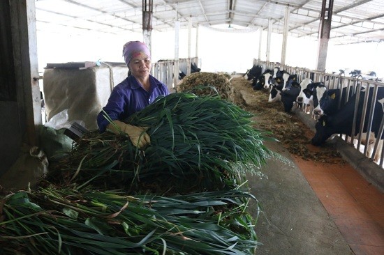 Làm giàu ở nông thôn: Vùng đất dân cứ nuôi bò sữa là thành tỷ phú