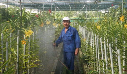 lam hang bong ngo "3 chim 7 noi", the ma co tien ty mua dat xay nha hinh anh 1