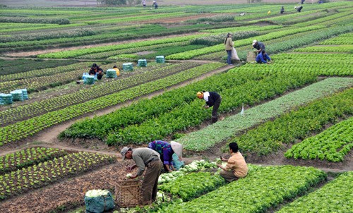 Làm thế nào có 200 triệu tấn phân bón hữu cơ thay thế phân hữu cơ?