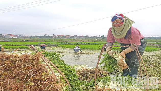 Làng trồng rau cần bán đắt, nhổ 10 tấn có người cất ngay bờ ruộng