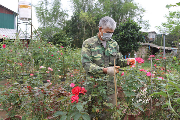 lao cai: dua chin day doi, ga ngon day chuong ma khong co ai mua hinh anh 10