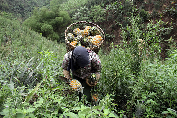 lao cai: dua chin day doi, ga ngon day chuong ma khong co ai mua hinh anh 2