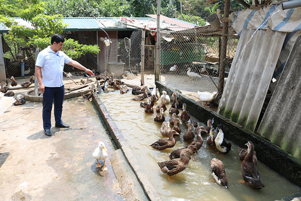 lao cai: dua chin day doi, ga ngon day chuong ma khong co ai mua hinh anh 5