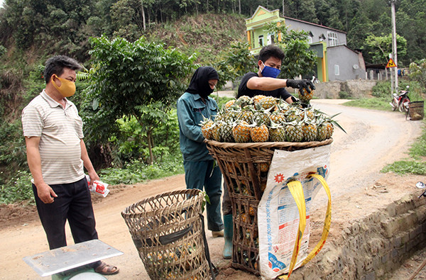 lao cai: dua chin day doi, ga ngon day chuong ma khong co ai mua hinh anh 6