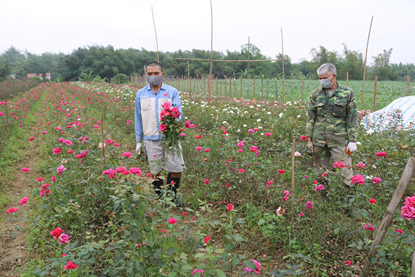 lao cai: dua chin day doi, ga ngon day chuong ma khong co ai mua hinh anh 8