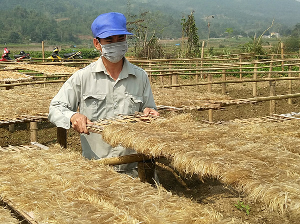 Lào Cai: Miến đao sâm làm từ những củ gì mà bán đắt thế?