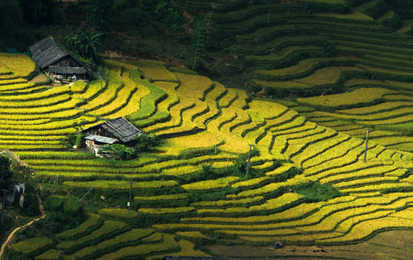 lao cai: san chuot rung, xao xa ot thom lung, an ngay tai lan hinh anh 1