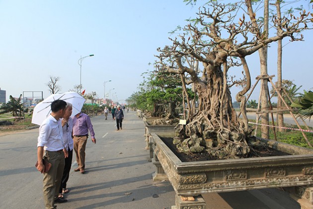 Lão “khùng” bỏ 6 cây vàng mua cây đa có bộ dăm tán "hiếm có khó tìm"