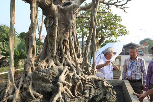 lao “khung” bo 6 cay vang mua cay da co bo dam tan "hiem co kho tim" hinh anh 3