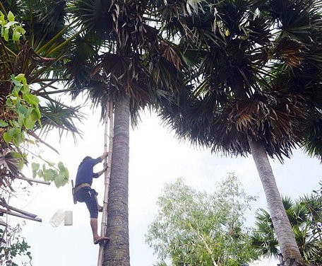 "Lên trời" lấy mật cho đời, ở Việt Nam chỉ ở đây mới có nghề này