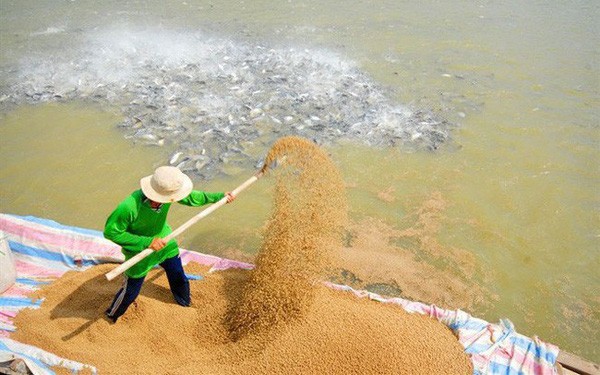 Lỗ đậm, "đại gia cá tra" Hùng Vương phải bán công ty con cho VinEco