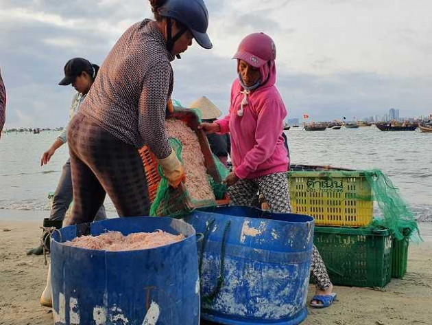 "loc bien" do au bat ngo do ve ban dao son tra, ngu dan trung dam hinh anh 2