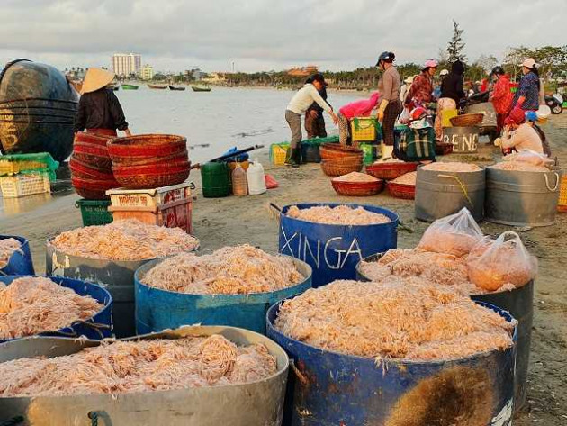 "loc bien" do au bat ngo do ve ban dao son tra, ngu dan trung dam hinh anh 3