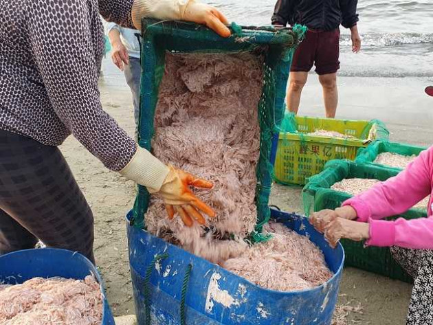 "loc bien" do au bat ngo do ve ban dao son tra, ngu dan trung dam hinh anh 6