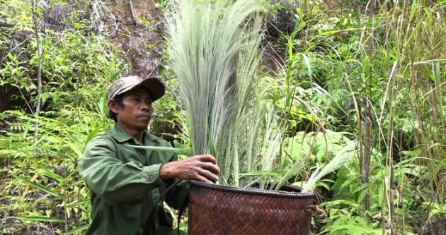 “loc rung” co muon, bu lai dan hai met nghi thu nua trieu/ngay hinh anh 6