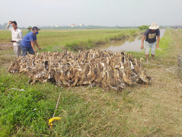 "lon tuoi, ga heo" (bai 3): xem lai cach tinh so lieu dan gia cam hinh anh 3