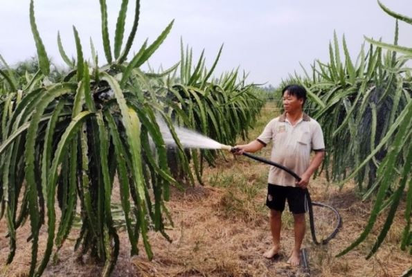 Long An: Hàng ngàn ha thanh long xông đèn lo thất thu vì hạn mặn