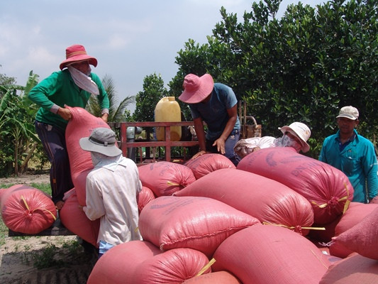 long an: mot doanh nghiep da xuat 6 container gao nep di indonesia hinh anh 2