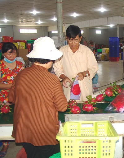 Long An: Một lão nông xuất khẩu được 27 tấn thanh long sang Hà Lan