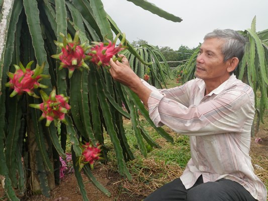 long an: mot lao nong xuat khau duoc 27 tan thanh long sang ha lan hinh anh 2