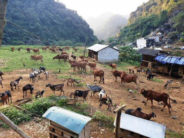 Lọt vào thung lũng hoang vắng chỉ thấy bò, dê, đếm không xuể