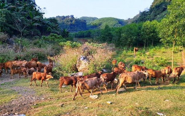 lot vao thung lung hoang vang chi thay bo, de, dem khong xue hinh anh 2