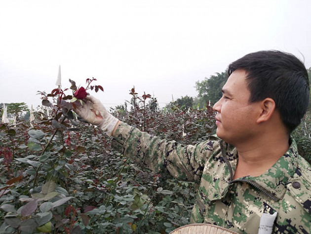 Mai là Lễ tình nhân, nay người trồng hoa hồng đã "héo" vì corona