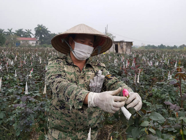 mai la le tinh nhan, nay nguoi trong hoa hong da "heo" vi corona hinh anh 2