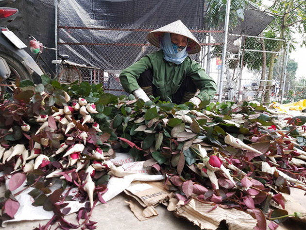 mai la le tinh nhan, nay nguoi trong hoa hong da "heo" vi corona hinh anh 5