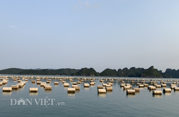 "mang nhen" day hau bua vay vinh bai tu long hinh anh 3