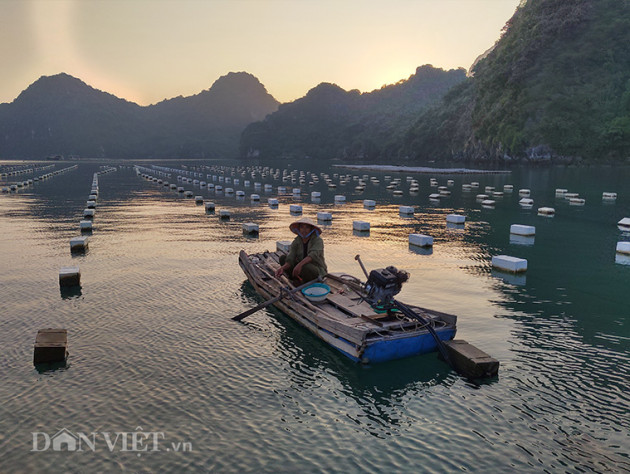 "mang nhen" day hau bua vay vinh bai tu long hinh anh 4