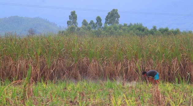 mia chet dan, 28.000 tan mac ket o ruong cho “giai cuu” hinh anh 1