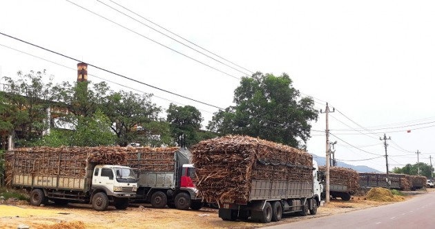 mia chet dan, 28.000 tan mac ket o ruong cho “giai cuu” hinh anh 2